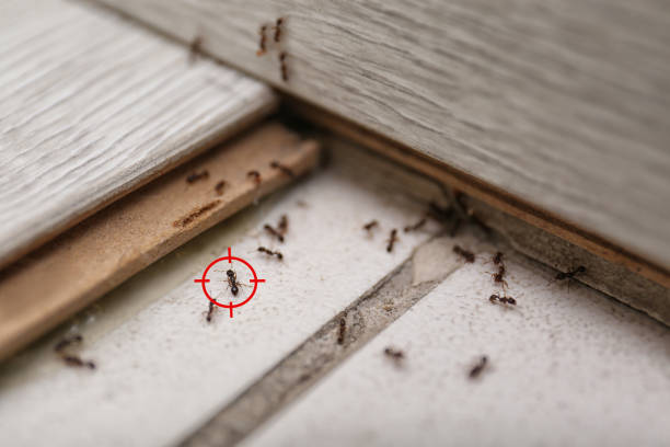 Best Emergency Pest Control  in Uintah, UT