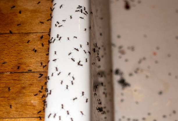 Best Bed Bug Extermination  in Uintah, UT